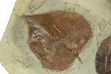 Plate with Five Fossil Leaves (Three Species) - Montana #271013-3